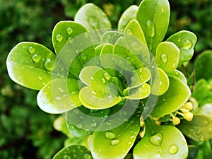 Raindrops on Fresh Vibrant Green Leaves