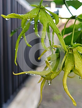 raindrops on fresh yellow ylang ylang flowers