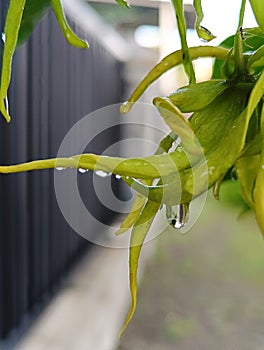 raindrops on fresh yellow ylang ylang flowers