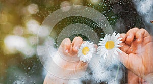 Raindrops glass village window, chamomile flowers eyes children`s hands look rain. Happy childhood holidays country.