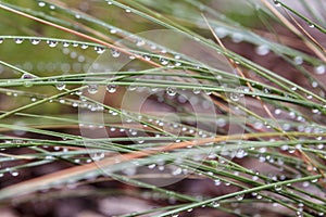 Raindrops glisten on grass after storm