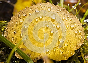 Raindrops on a Golden Aspen Leaf