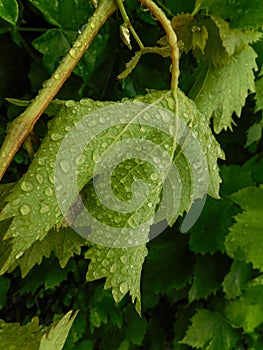 Raindrops on a grape vine leaf