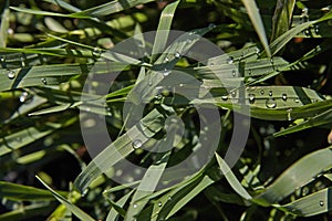 Raindrops on the grass