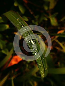 raindrops on the grass