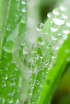 Raindrops on grass blades in a forest. Close up