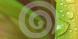 Raindrops on the grass, defocused background, copy space