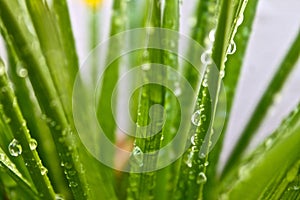 Raindrops on grass