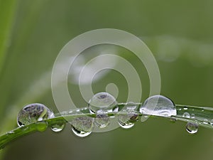 Raindrops on grass leaf in the morning