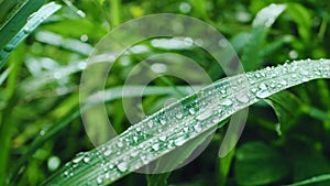 Raindrops on the grass and leaves in the rainy season