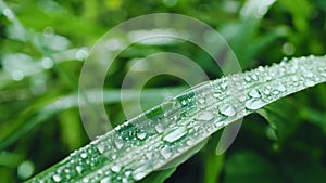 Raindrops on the grass and leaves in the rainy season