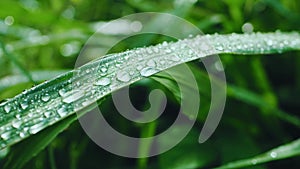 Raindrops on the grass and leaves in the rainy season