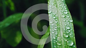 Raindrops on the grass and leaves in the rainy season