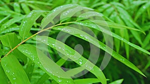 Raindrops on the grass and leaves in the rainy season