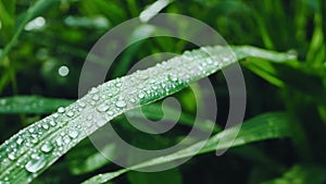 Raindrops on the grass and leaves in the rainy season