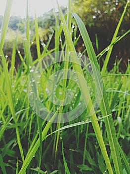 Raindrops on the grass in the morning
