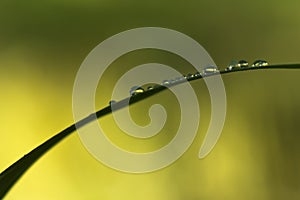 Raindrops on the grass stem photo