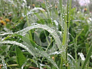 Raindrops on grass