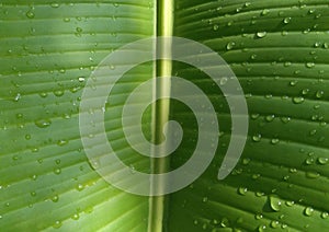 Raindrops on the green banana leaf.