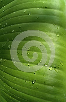 Raindrops on the green banana leaf.