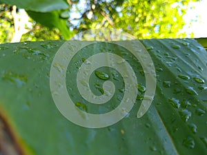 Raindrops on the green banana leaf.