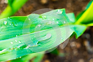 Raindrops on green cultivated corn leaf in summer time after storm