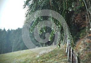 Raindrops on green fir-tree Branch. Fir-tree needles and water drops. Horizontal close-up of morning dew on fir tree branches with