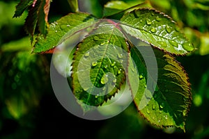 Raindrops on green glossy leaves of rose bush