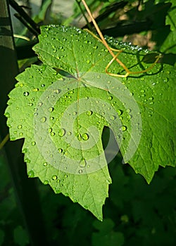 Raindrops on green grape raindrops on a grape leaf. Leaves in the sun