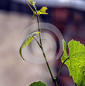 Clear raindrops on green grape leaves, macro