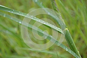 raindrops, green grass, macro, elements