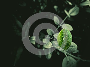 Raindrops on green leaf