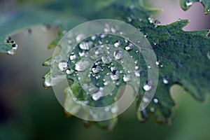 Raindrops on a green leaf