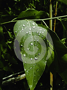 Raindrops upon green leaf