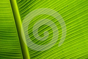 Raindrops on a green leaf