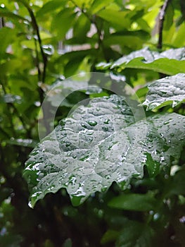 Raindrops on the green leaf