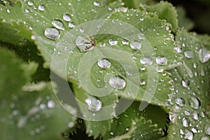 Raindrops on green leaf