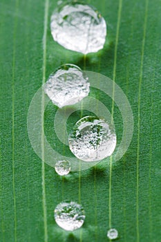 Raindrops on green leaf