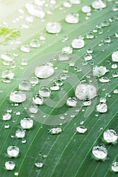 Raindrops on green leaf