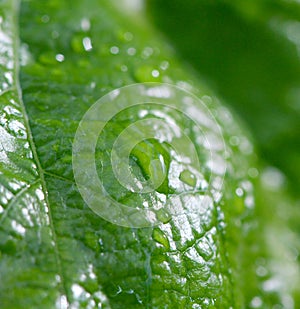 Raindrops on a green leaf