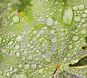 Raindrops on a green leaf