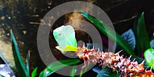 raindrops green leaf cactus