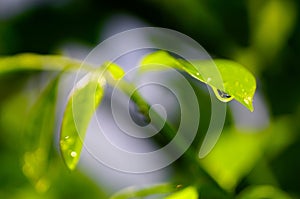 Raindrops on green leaf close up shot, Refesh nature background