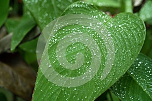 Raindrops on a green leaf. Natural hydration of plants