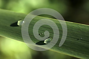 Raindrops and green leaf