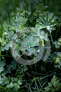 Raindrops on green leaves closeup