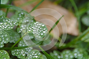 Raindrops on green leaves.