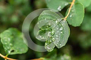 Raindrops on green leaves, morning dew on leaves in the garden