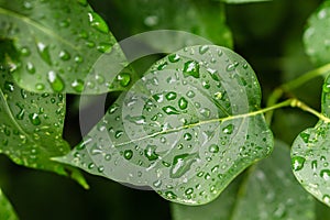 Raindrops on green leaves, morning dew on leaves in the garden