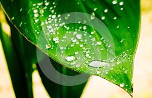 Raindrops on green leaves
